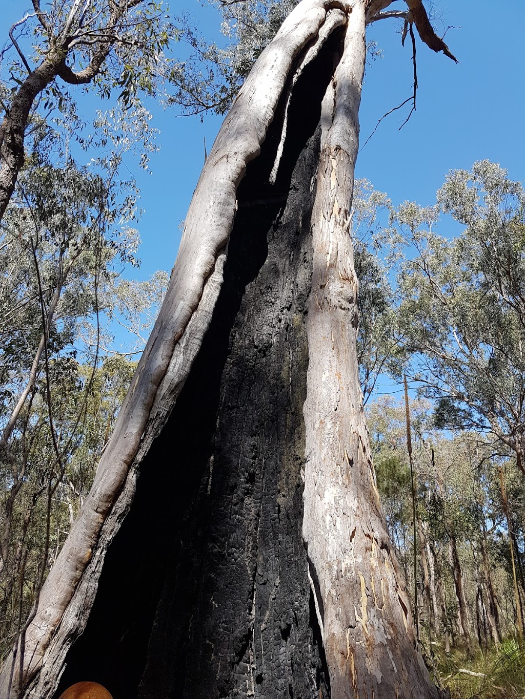 Bayview Conservation Park | Days Rd, Redland Bay QLD 4165, Australia | Phone: (07) 3829 8999