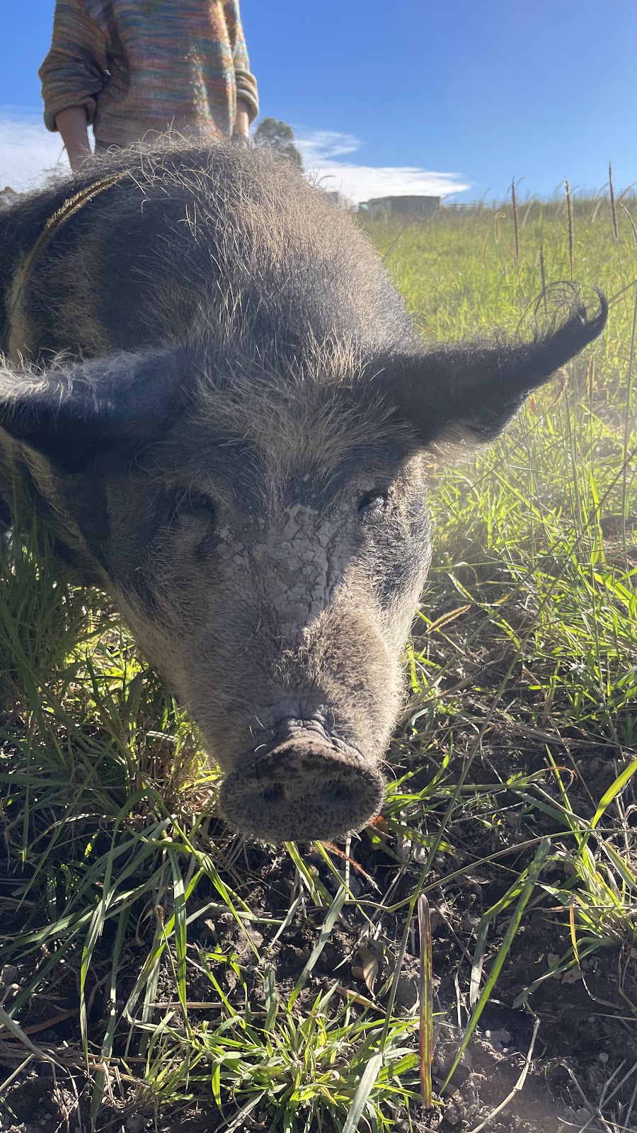 Lucky Stars Sanctuary | 167 Herivels Rd, Wootton NSW 2423, Australia | Phone: 0477 213 385