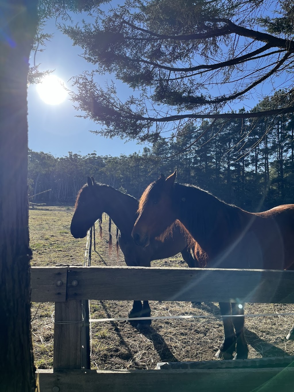 Misty Pines Equine Agistment | 6 Carribee Cl, Berrima NSW 2577, Australia | Phone: 0427 464 242