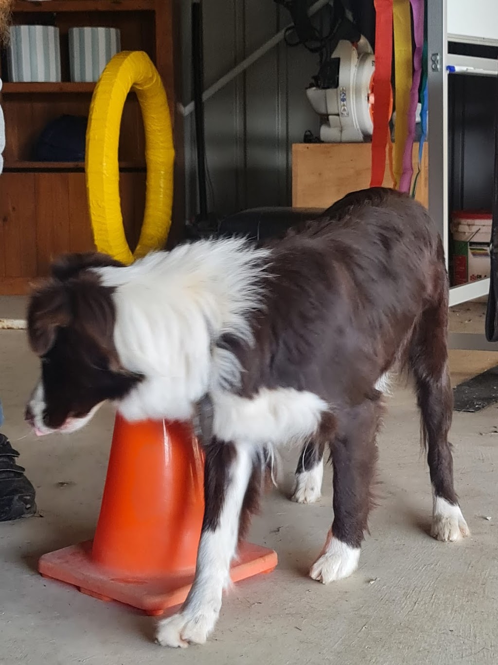 Dogtivities | 93 Australasia Dr, Creswick VIC 3363, Australia | Phone: 0407 867 413