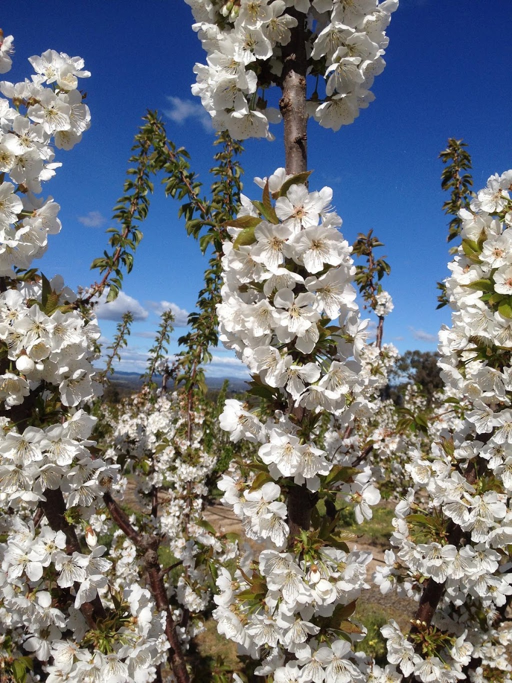 Hotsons Cherries | 143 Old Cemetery Rd, Chiltern VIC 3683, Australia | Phone: 0408 262 358