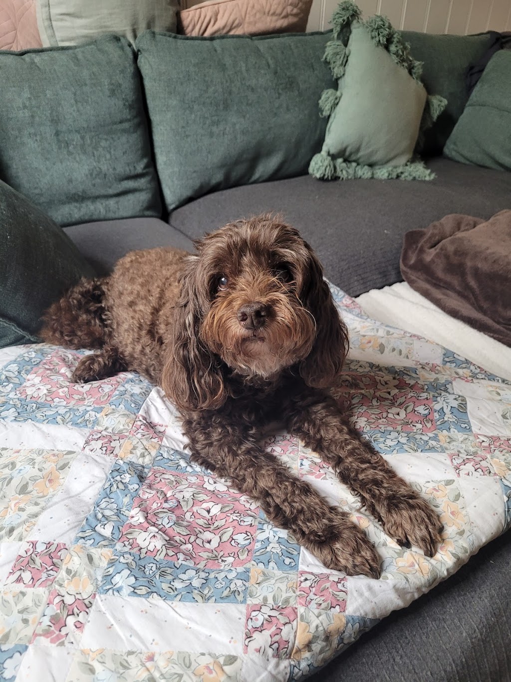 DOGGY RETREAT | Gillies St, Kurri Kurri NSW 2327, Australia | Phone: 0491 626 848