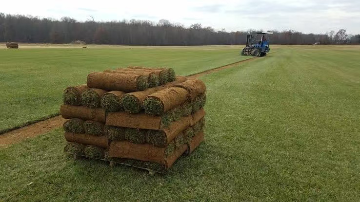 Best Turf | 20 Shelley Ave, Bundoora VIC 3083, Australia | Phone: 0412 098 002