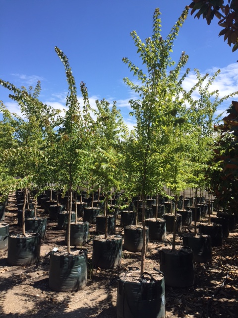 Andreasens Green | 54 Pearson Rd, Yatala QLD 4207, Australia | Phone: (07) 3382 0076