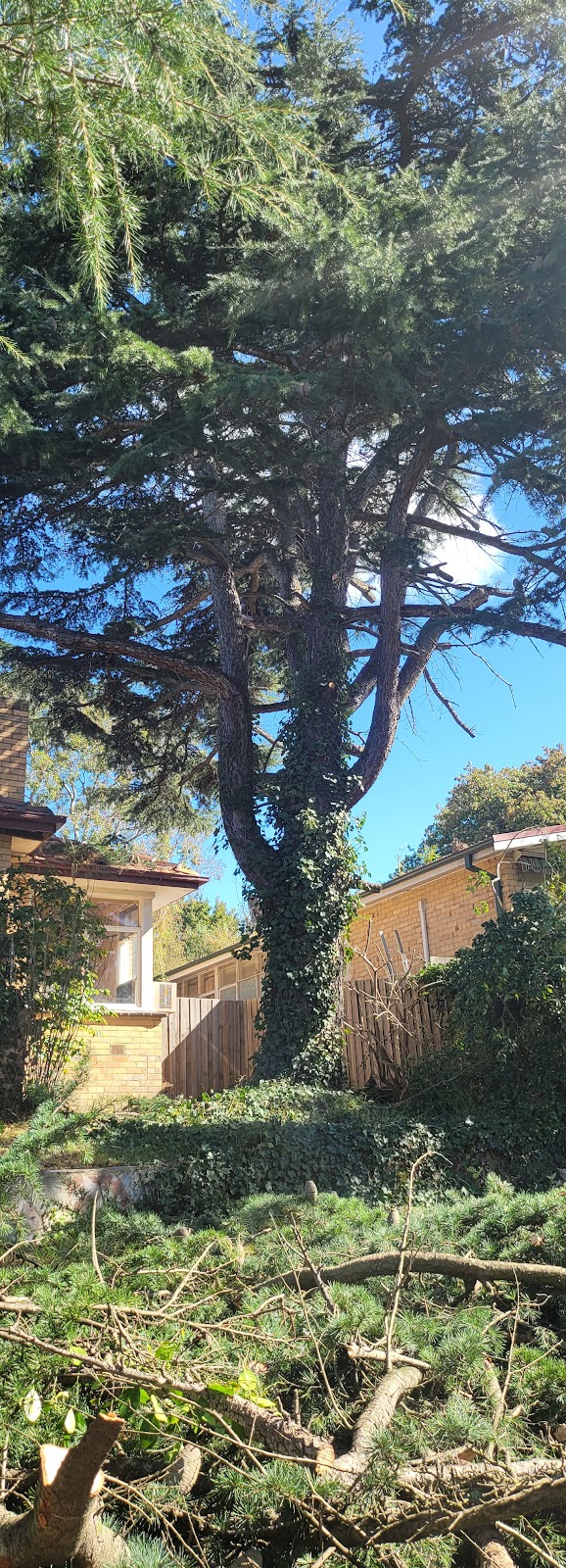Victorian Tree Specialists | 281 Blackburn Rd, Blackburn South VIC 3130, Australia | Phone: 1300 604 510