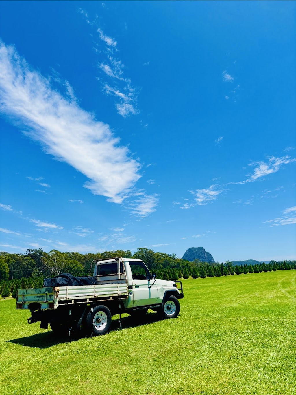 Sunshine Coast Christmas Tree Farm | 63 Endeavour Rd, Beerburrum QLD 4517, Australia | Phone: 0409 059 180