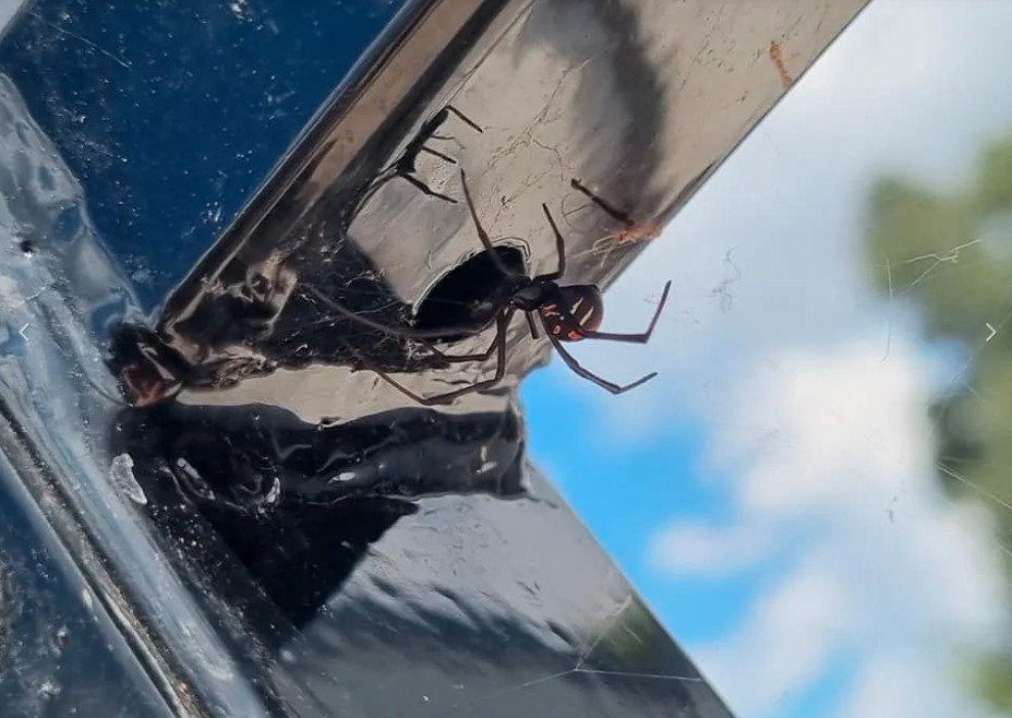 Greenspest | 8/74 Mountbatten Dr, Dubbo NSW 2830, Australia | Phone: (02) 6882 3786