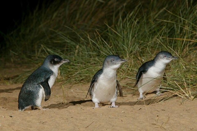 Penguin Parade | zoo | 1019 Ventnor Rd, Summerlands VIC 3922, Australia | 0359512800 OR +61 3 5951 2800