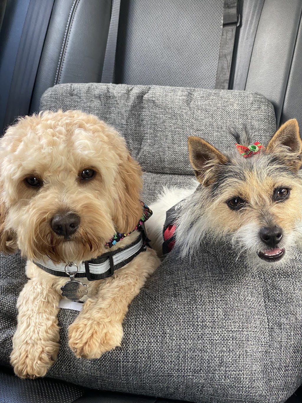 Ruff Cutz Pet Salon | Unit 5/50-52 George St, Marulan NSW 2579, Australia | Phone: 0417 219 161