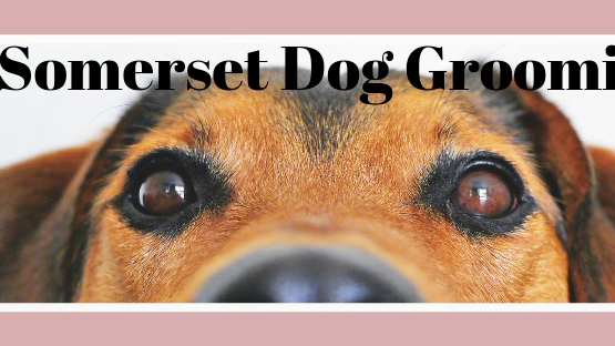 Somerset Dog Grooming | store | 20 Somerset Rd, Yallourn North VIC 3825, Australia | 0351671039 OR +61 3 5167 1039