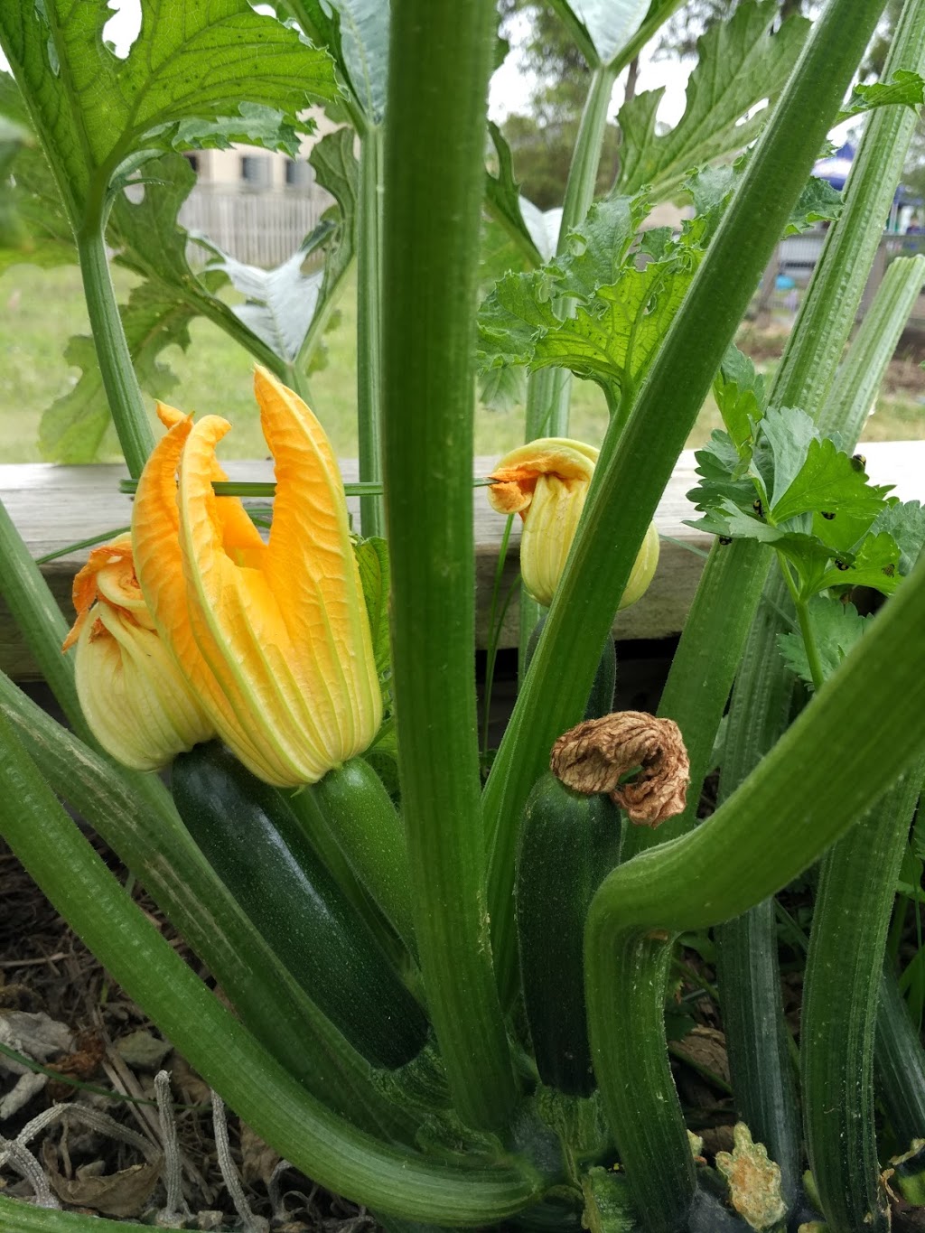 Fitzgibbon Community Garden | park | 82 Merimbula Cres, Fitzgibbon QLD 4018, Australia