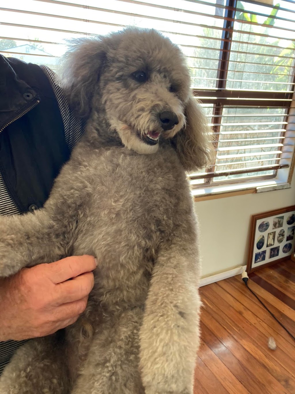 Custom Cutz Dog Grooming Blacksmiths | 10 Tirriki St, Blacksmiths NSW 2281, Australia | Phone: 0439 406 440