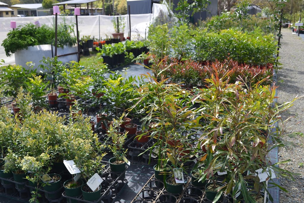 Green and Gold Natives | 26 Coburg Rd, Canungra QLD 4275, Australia | Phone: 0403 415 811