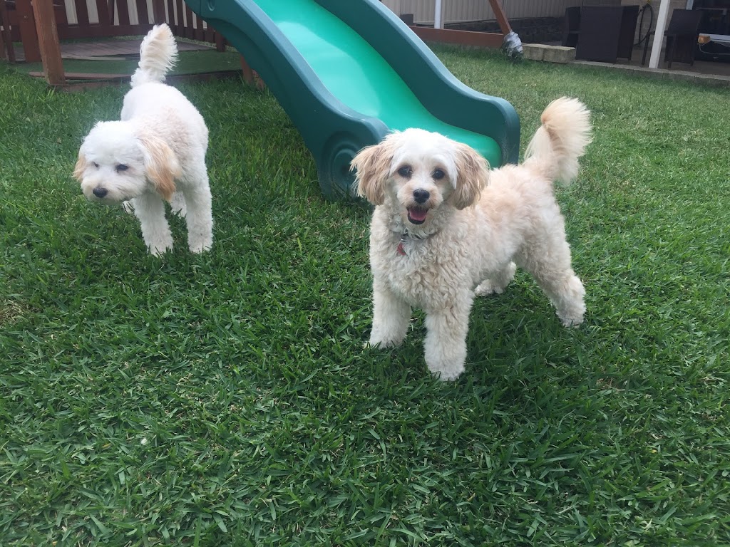 Small Dog Sitter |  | 338 President Ave, Gymea NSW 2227, Australia | 0408787243 OR +61 408 787 243