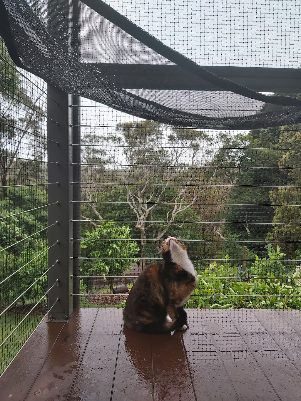 Sydney Cat Enclosures | 13/63 Bellingara Rd, Miranda NSW 2228, Australia | Phone: 0427 848 772