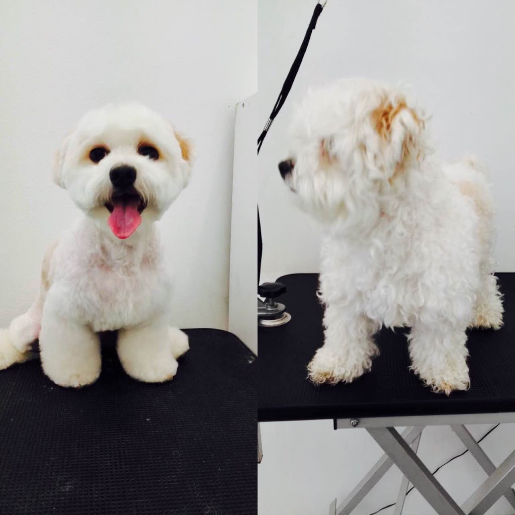 Sunny Dogs Salon | 3/635 Gardeners Rd, Mascot NSW 2020, Australia | Phone: 0402 635 186