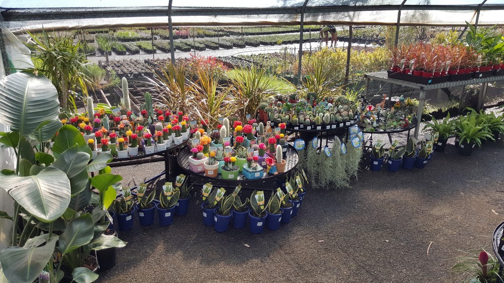 Plants Plus Cumberland Forest | 95 Castle Hill Rd, West Pennant Hills NSW 2125, Australia | Phone: (02) 9871 3222