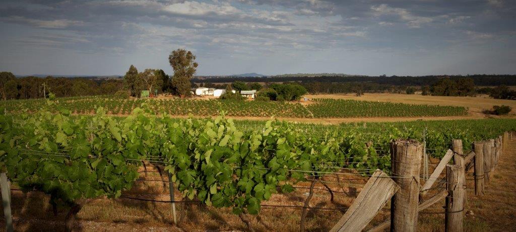 Kara Kara Vineyard Estate | 99 Edelston Rd, Carapooee West VIC 3477, Australia | Phone: 0437 810 091