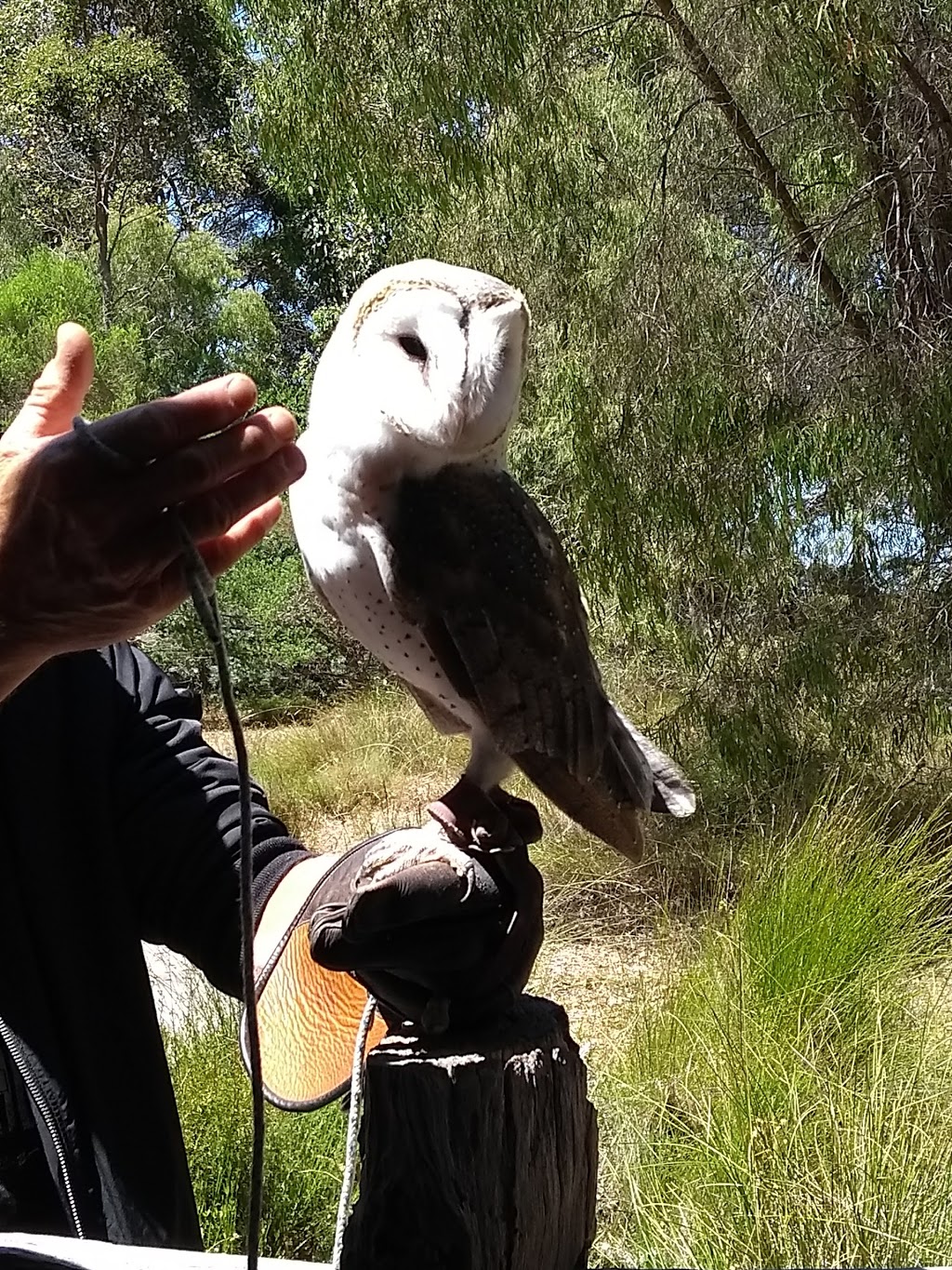 Eagles Heritage Raptor Wildlife Centre | zoo | 341 Boodjidup Rd, Margaret River WA 6285, Australia | 0897572960 OR +61 8 9757 2960