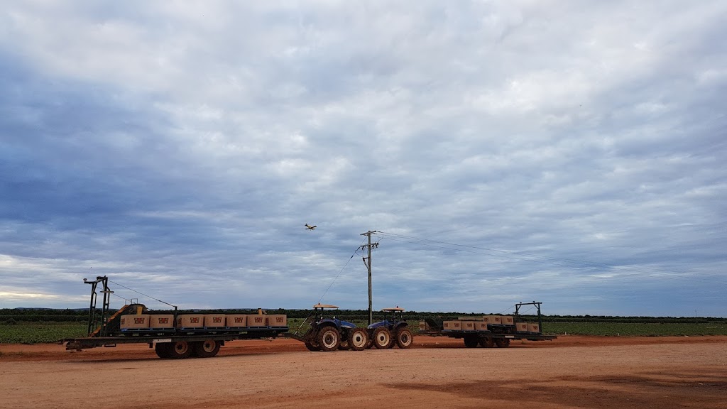 Rombola Family Farms Packing Shed | Tabbita NSW 2652, Australia | Phone: (02) 6962 2279