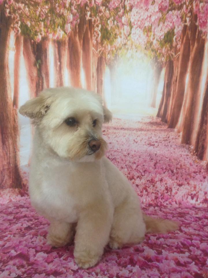 The Pink Poodle Dog Grooming | 13 Barlyn Rd, Mount Waverley VIC 3149, Australia | Phone: 0405 412 941