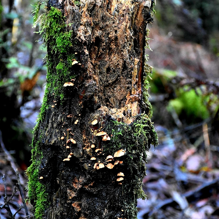 Notley Fern Gorge State Reserve | Notley Gorge Rd, Notley Hills TAS 7275, Australia | Phone: 1300 827 727