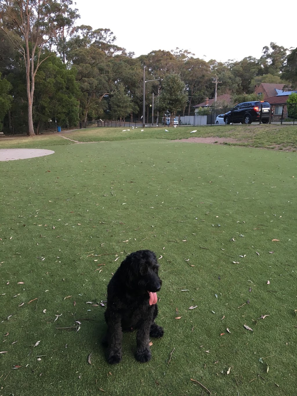 Thornleigh Dog Park | park | Dawson Ave, Thornleigh NSW 2120, Australia