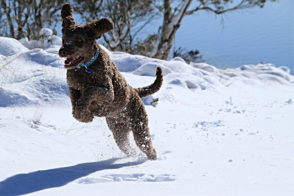 Tasmanian Labradoodles | 13121 Midland Hwy, Cleveland TAS 7211, Australia | Phone: (03) 6391 5778