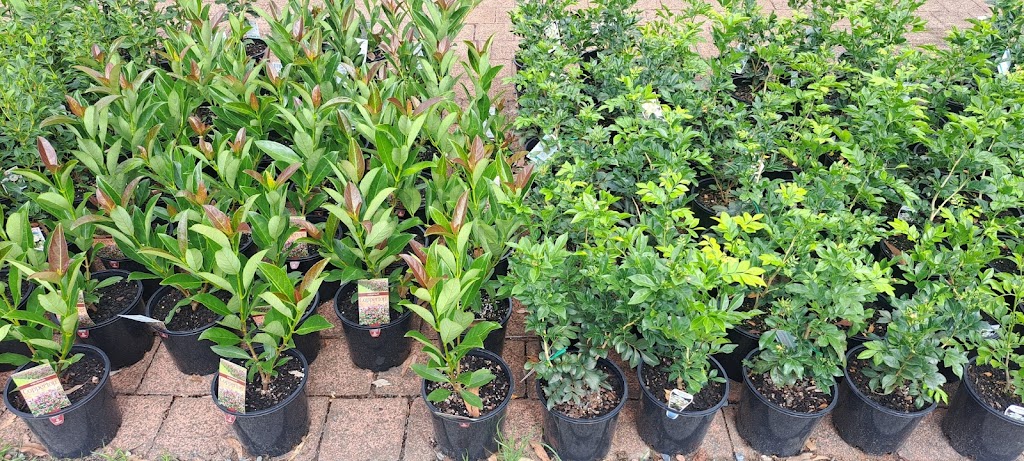 Plantastic Nursery | 522 Wingham Rd, Taree NSW 2430, Australia | Phone: (02) 6552 2308