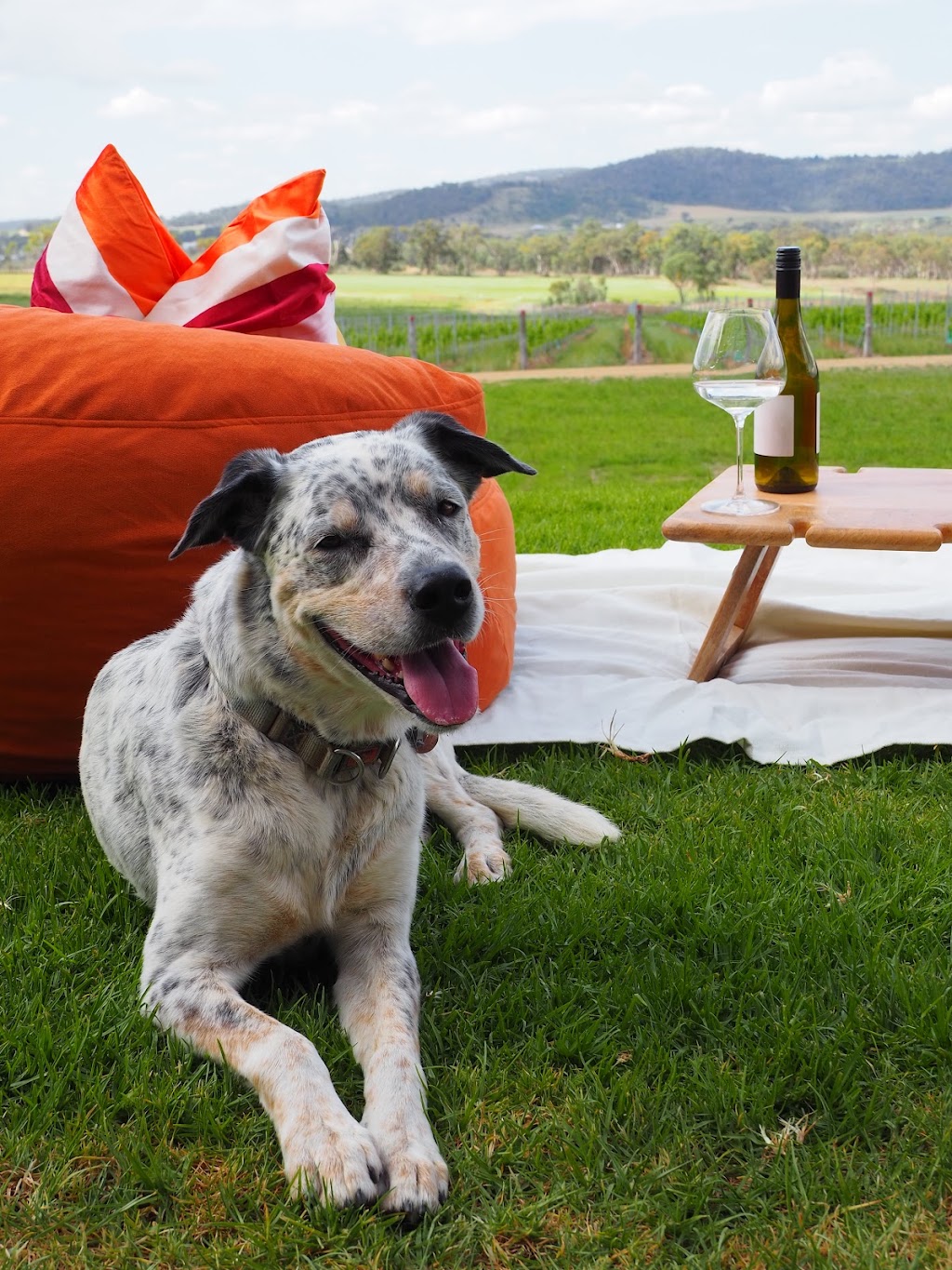New Tricks Winery | 254 Curtin Rd, Ballandean QLD 4382, Australia | Phone: 0416 189 775 New Tricks Winery | 254 Curtin Rd, Ballandean QLD 4382, Australia | Phone: 0416 189 775