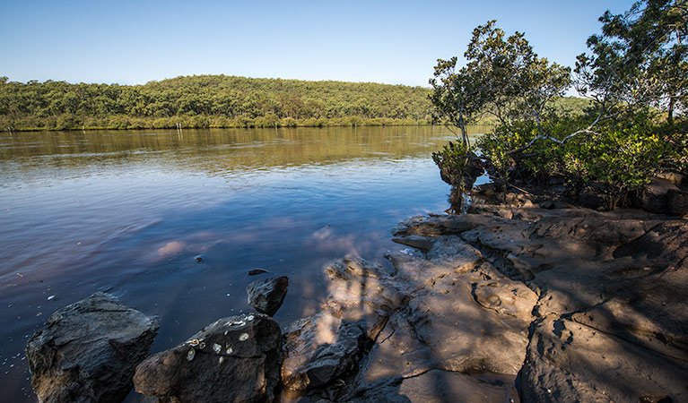 Little Mountain campground | campground | Little Mountain Road, Limeburners Creek NSW 2324, Australia | 0249848200 OR +61 2 4984 8200