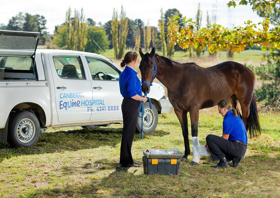 Canberra Equine Hospital | Barton Hwy, Lyneham ACT 2602, Australia | Phone: (02) 6241 8888