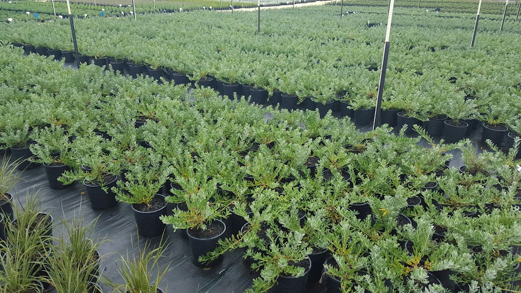 Plantrite Wholesale Native Nursery | 150 Bingham Rd, Bullsbrook WA 6084, Australia | Phone: (08) 9571 3055