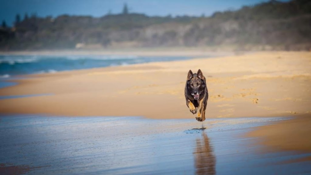 Dog Man Australia |  | River St, Ballina NSW 2478, Australia | 0427525364 OR +61 427 525 364
