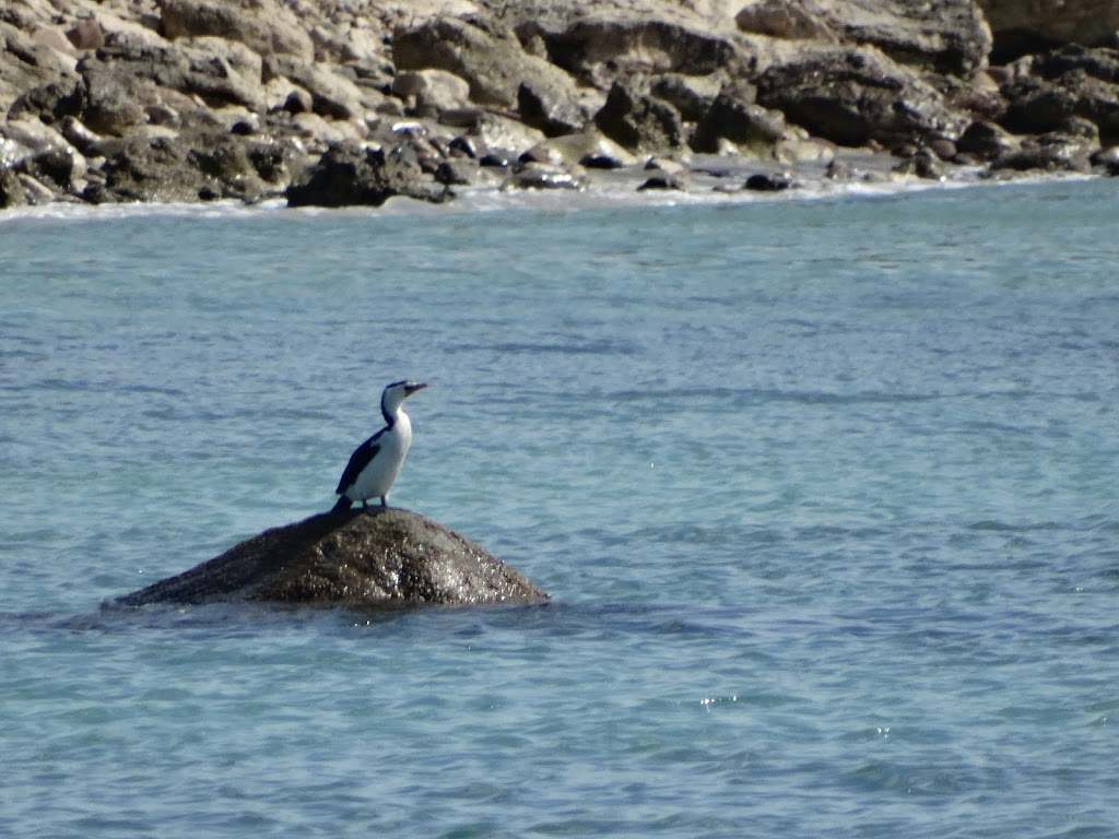 Kangaroo Island Marine Adventures | Kingscote Wharf, Kingscote SA 5223, Australia | Phone: (08) 8553 3227