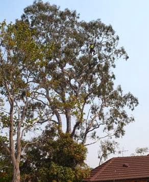 T4 Tree Services | 61 Spicer St, Beaumaris VIC 3193, Australia | Phone: 1300 611 638