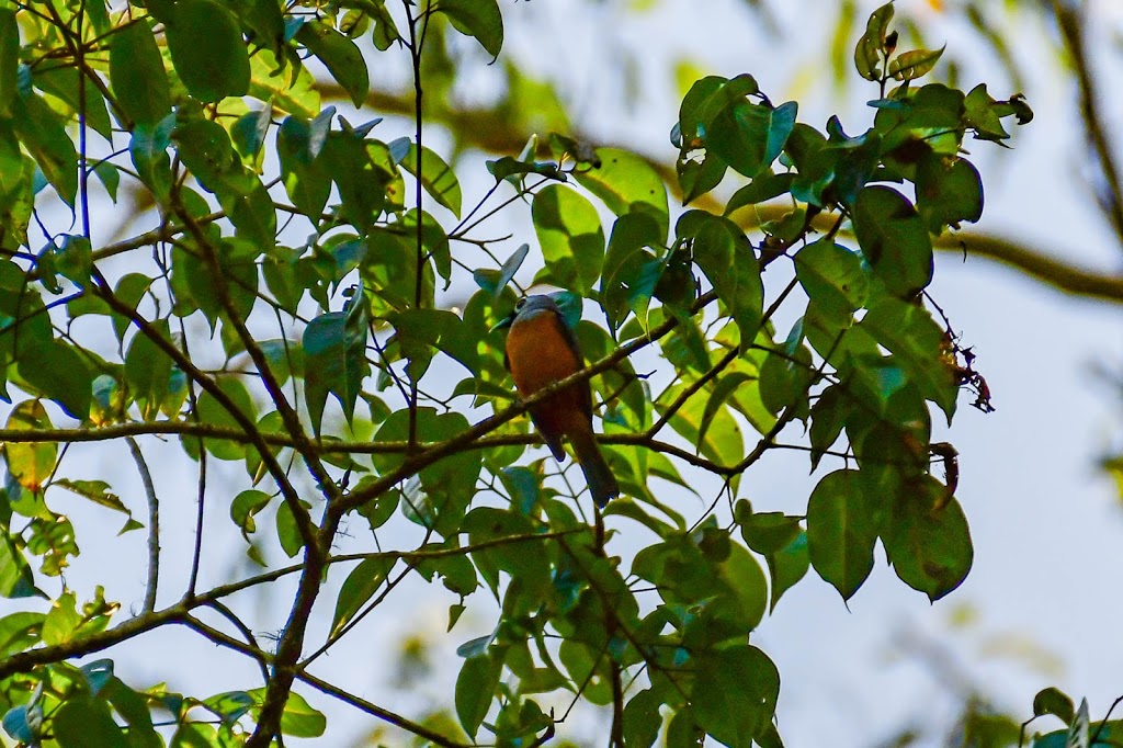 Herberton Range Conservation Park | park | Wondecla QLD 4887, Australia | 0740914222 OR +61 7 4091 4222