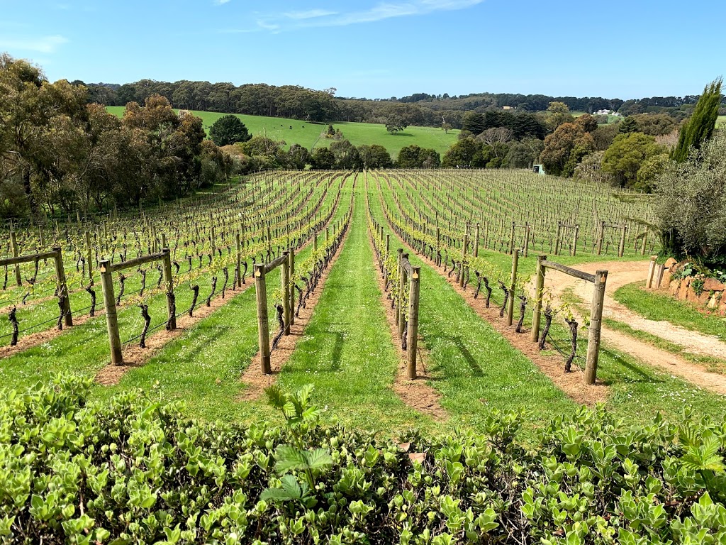 Morning Sun Vineyard | 337 Main Creek Rd, Main Ridge VIC 3928, Australia | Phone: (03) 5989 6571