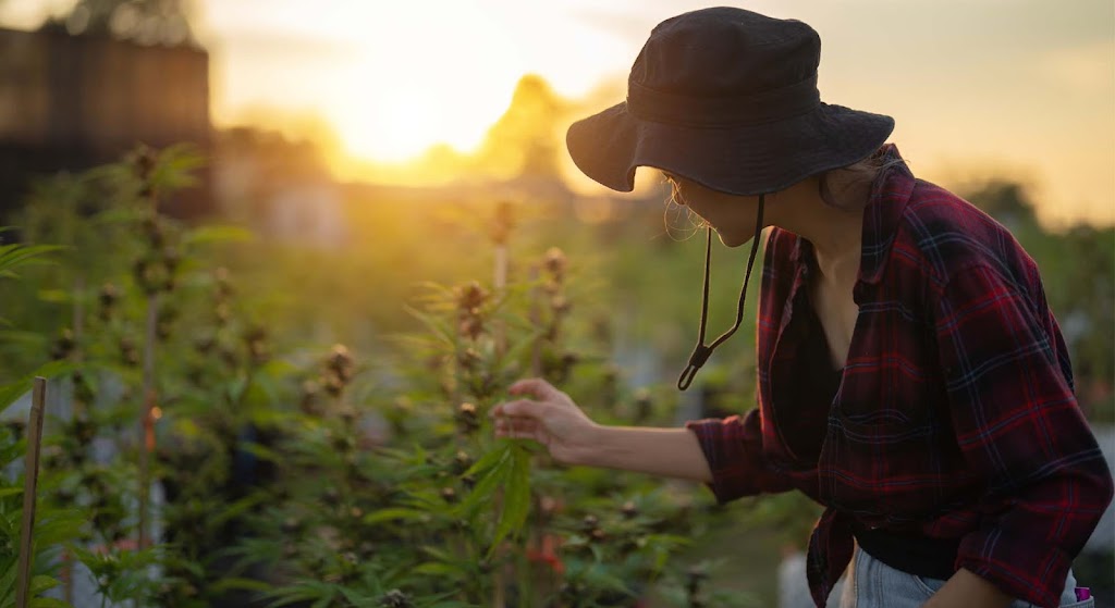 Tristania Farm | 25 Kirkland Rd, Nimbin NSW 2480, Australia | Phone: 0438 420 091