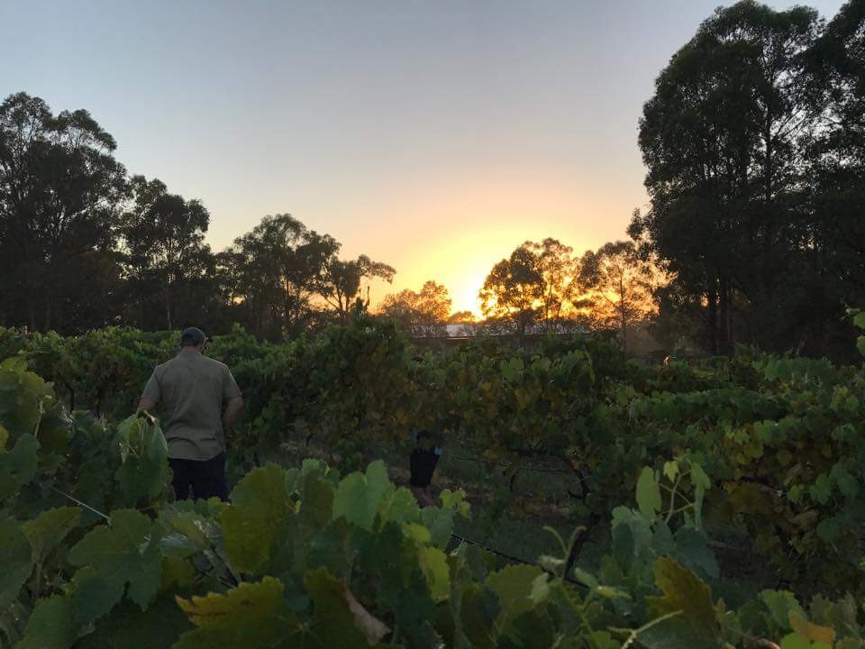 Saddlers Creek Wines | 15 Marrowbone Rd, Pokolbin NSW 2320, Australia | Phone: (02) 4991 1770