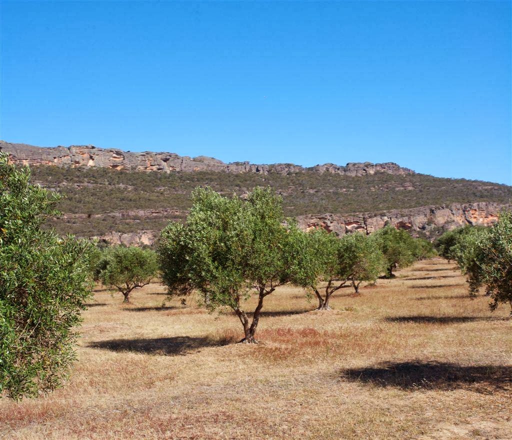 Grampians Olive Co. (Toscana) | food | 376 Olive Plantation Rd, Laharum VIC 3401, Australia | 0353838299 OR +61 3 5383 8299