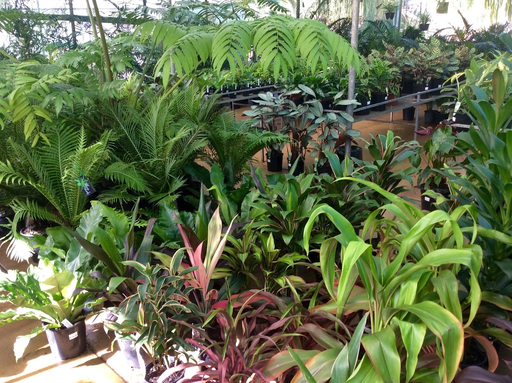 Rosemount Nursery | 418 Petrie Creek Rd, Rosemount QLD 4560, Australia | Phone: (07) 5448 4490