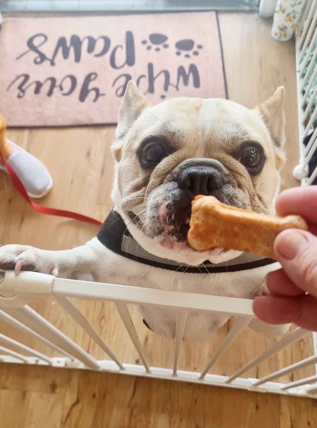 Fur Babies Forster Tuncurry | Unit 3/16 Douglas Ave, Tuncurry NSW 2428, Australia | Phone: 0415 824 574