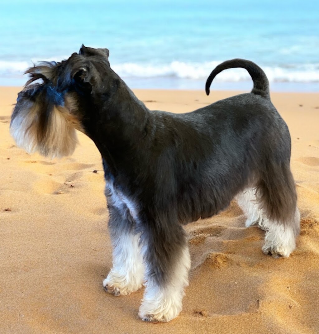 Animal Dermatology Specialist – Gold Coast South (Carrara) | Veterinary Specialist Services - Carrara, 104 Eastlake St, Carrara QLD 4211, Australia | Phone: 0402 237 237