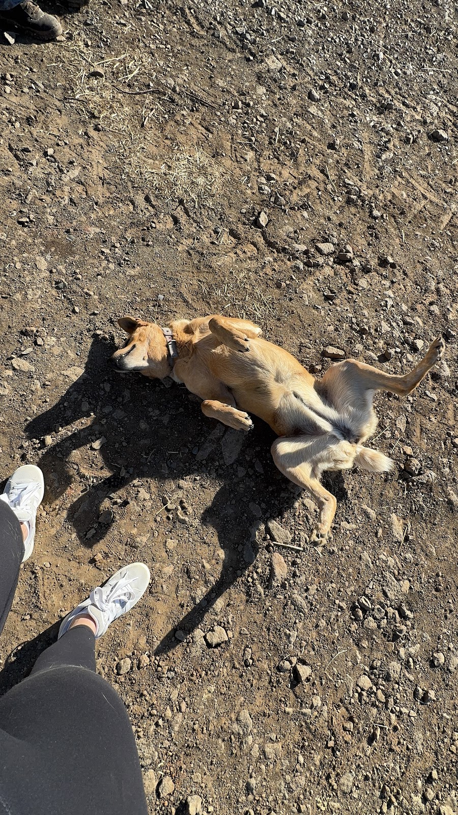 Mattana Farm | 143 Little Frst Rd, Little Forest NSW 2538, Australia | Phone: 0423 055 604