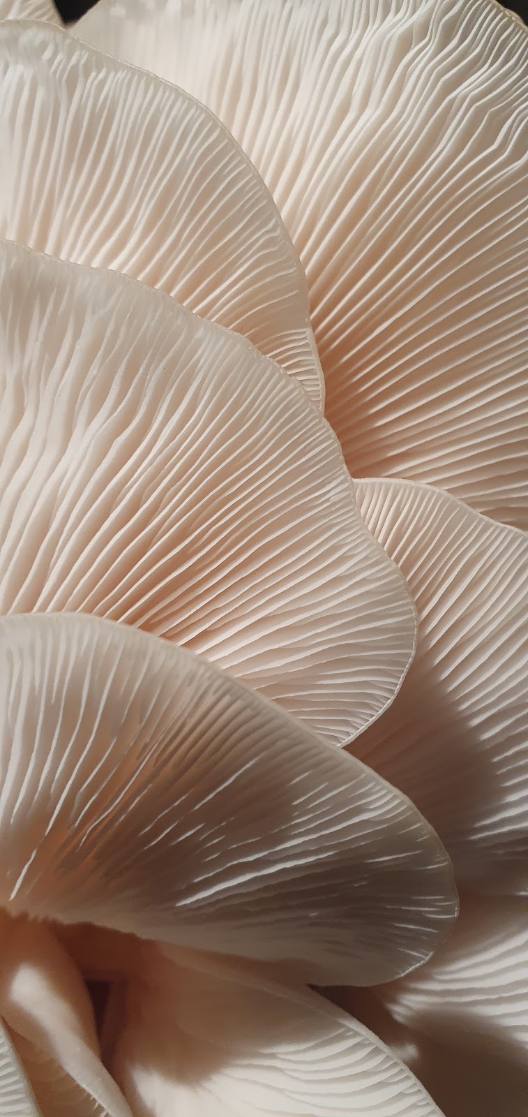 Derwent Valley Fungi | 70 Black Snake Rd, Granton TAS 7030, Australia | Phone: 0422 358 973