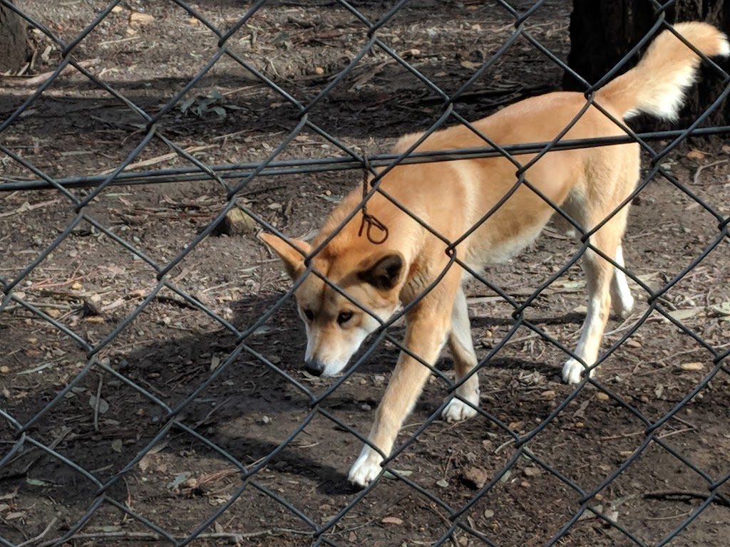 Dingo Sanctuary | 3105A Remembrance Driveway, Bargo NSW 2574, Australia | Phone: 0419 488 680