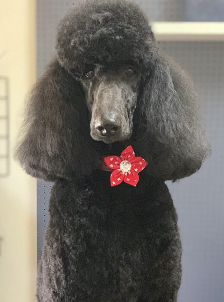 Hairy Cherubs Dog Grooming | 2434 Plenty Rd, Whittlesea VIC 3757, Australia | Phone: 0408 366 336