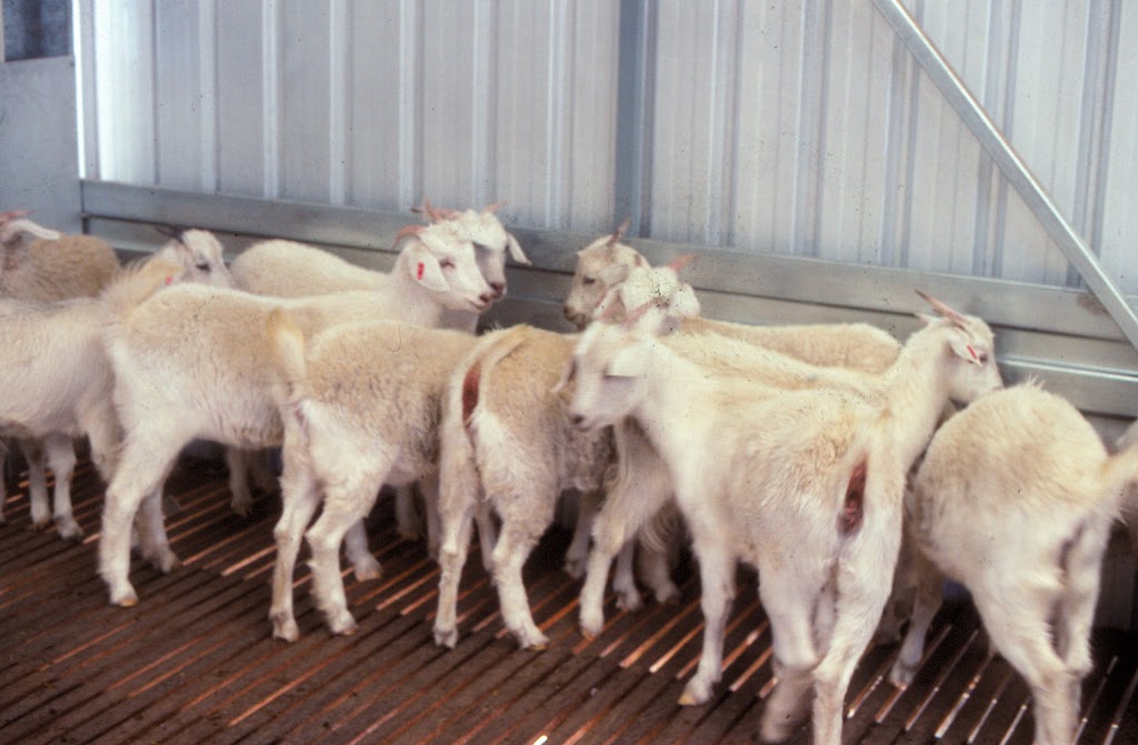 Goat Veterinary Consultancies- goatvetoz | veterinary care | 22 Lesina St, Keperra QLD 4054, Australia | 0733556404 OR +61 7 3355 6404