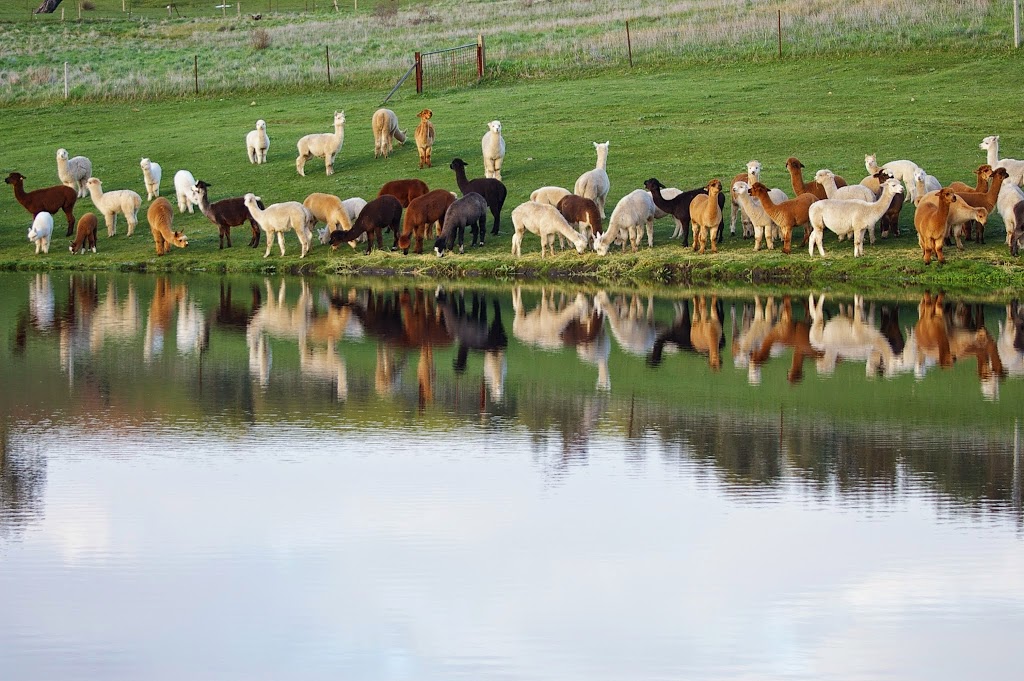 Stansbury Alpacas | food | 1927D North East Road, Inglewood SA 5133, Australia | 0408085916 OR +61 408 085 916